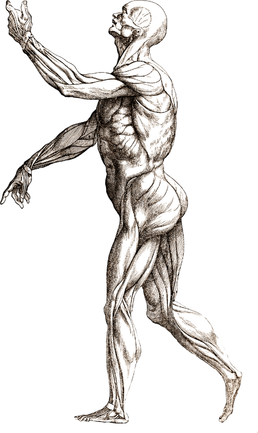 Anatomical Body Illustration